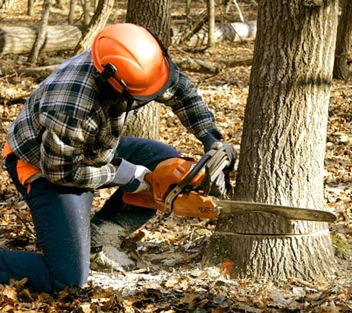 Tree Removal in Woodbine, NJ